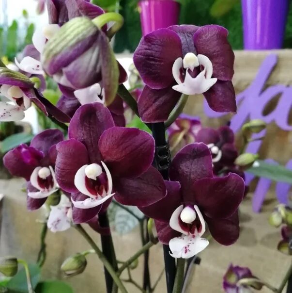 Каода орхидея фото Phal. Kaoda Twinkle 'Chocolate Drops' (P. schilleriana x P. Malvarosa Valentine 