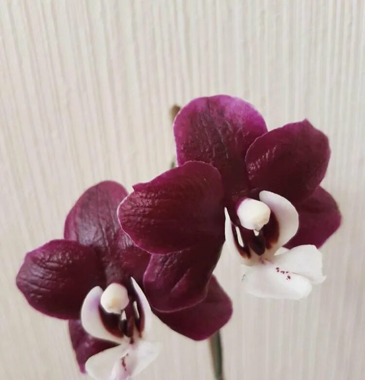 Каода орхидея фото Phalaenopsis Kaoda Twinkle - купить в Москве, цена 1 000 руб., продано 21 мая 20