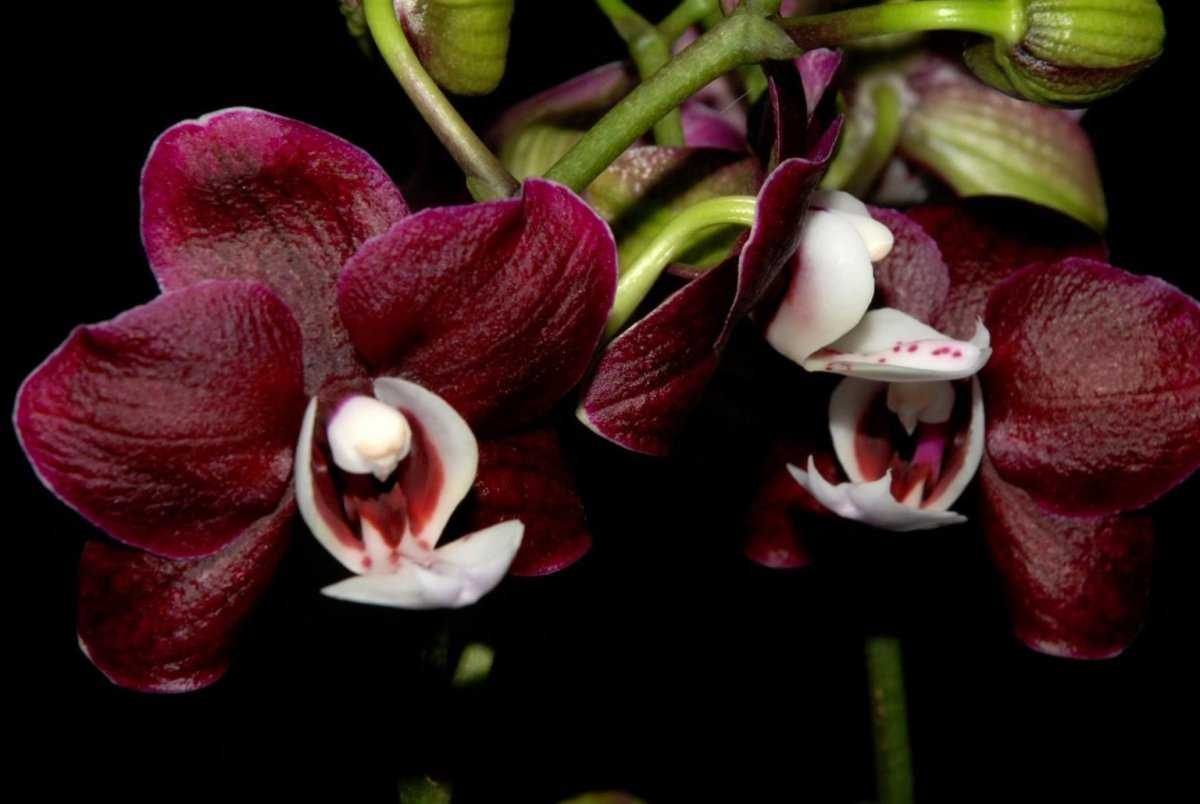 Каода орхидея фото Орхидея каода, фото и описание фаленопсиса