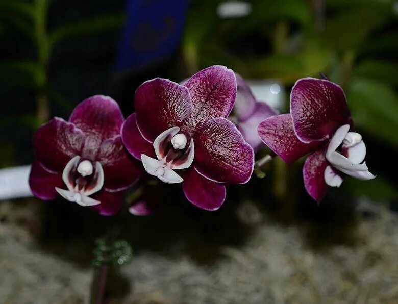 Каода орхидея фото Орхидея фаленопсис Kaoda Twinkle - купить в Новосибирске, цена 1 150 руб., прода