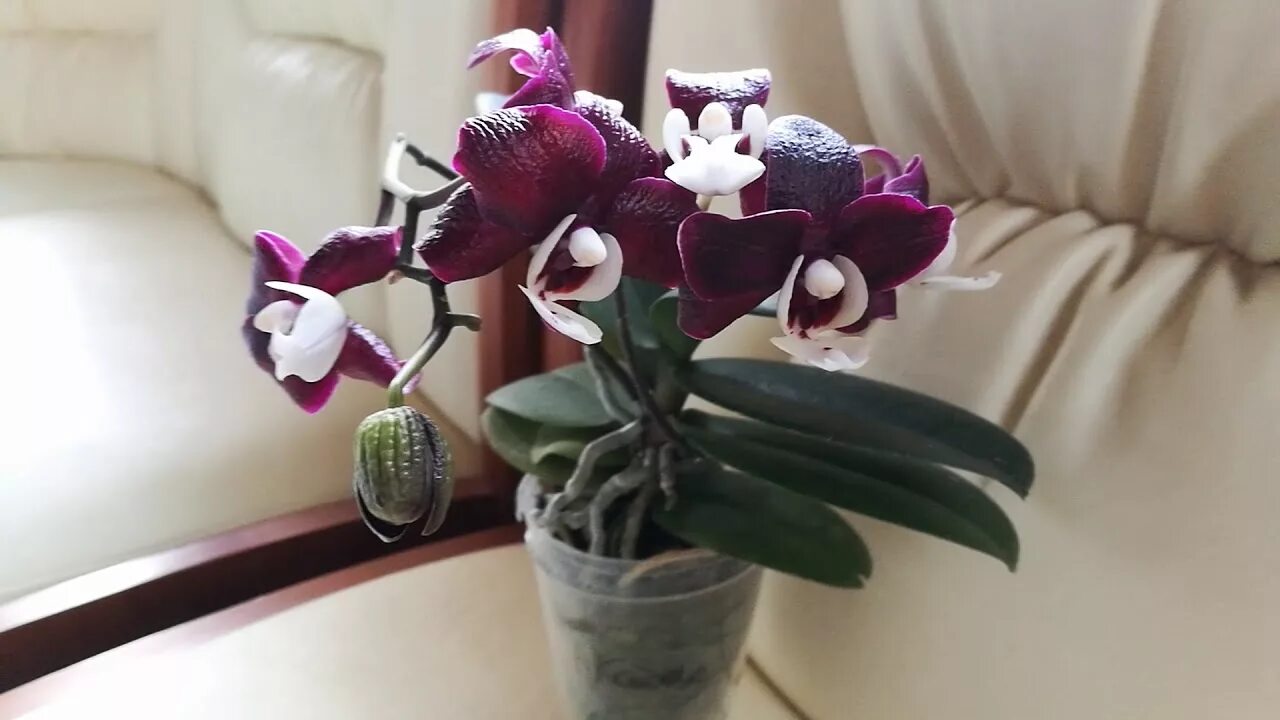 Каода орхидея фото Фаленопсис Каода Твинкл KaodaTwinkle - YouTube