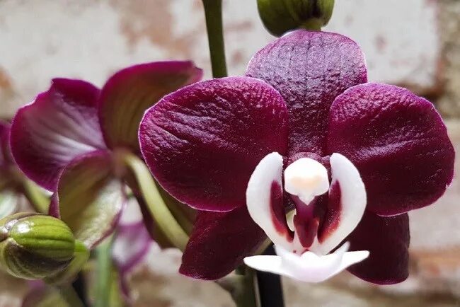 Каода орхидея фото Орхидея Каода: фото, описание фаленопсиса OrhideiDoma