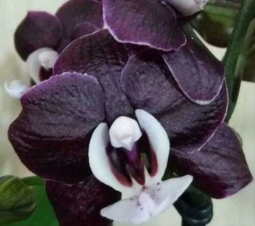 Каода орхидея фото Орхидея Фаленопсис Каода. Доставка Festima.Ru - Мониторинг объявлений