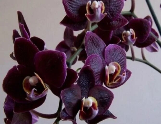 Каода орхидея фото Орхидея сого: юкидан, вивьен, описание подсортов, их фото, правила по уходу в до