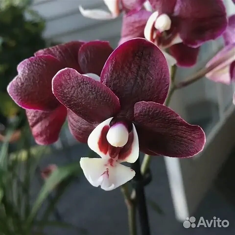 Каода орхидея фото Орхидеи сортовые премиум купить в Санкт-Петербурге Товары для дома и дачи Авито
