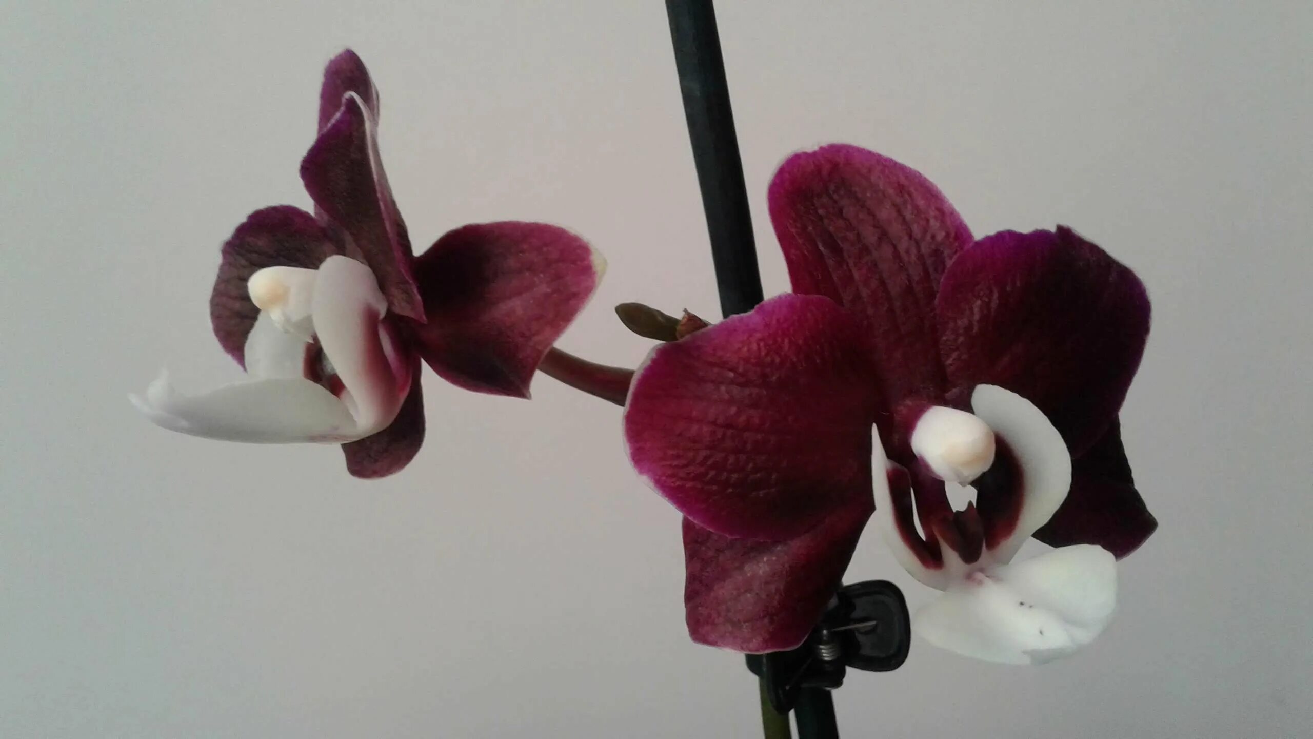 Каода орхидея фото Орхидея Каода (52 фото)