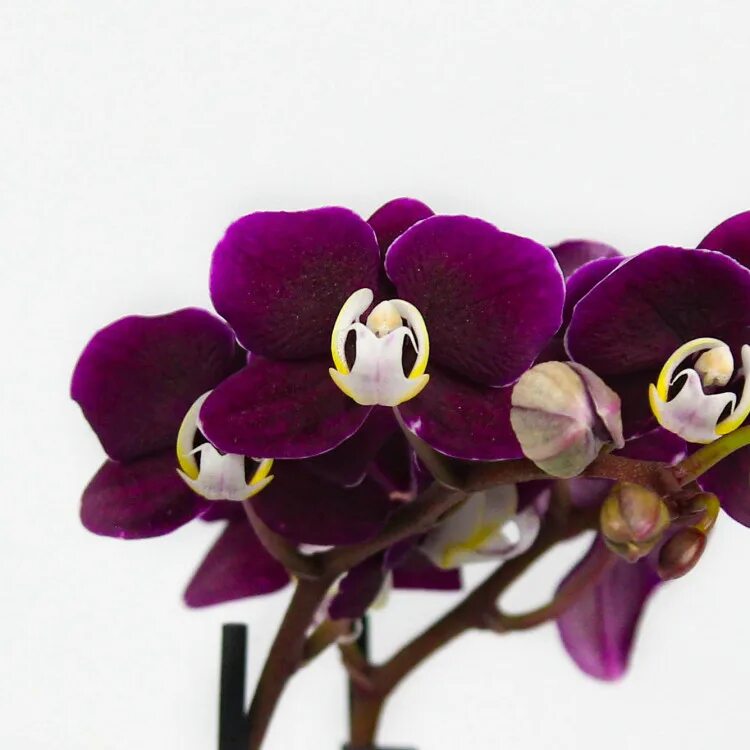 Каода орхидея фото Орхидея Каода купить в интернет-магазине