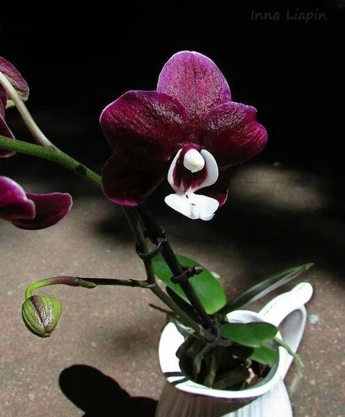 Каода твинкл орхидея фото Орхидея Phal. Kaoda Twinkle размер 2,5 восковая, ароматная, НЕ цветёт, 8 дм, 1 ш
