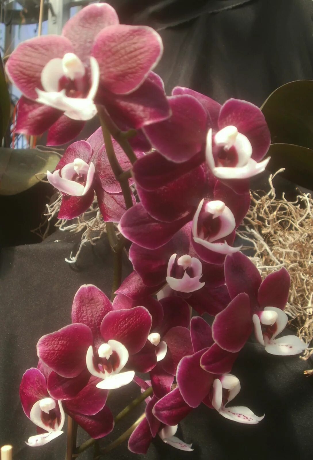 Каода твинкл орхидея фото Орхидея черный лебедь фото (Большая подборка фотографий) - artshots.ru