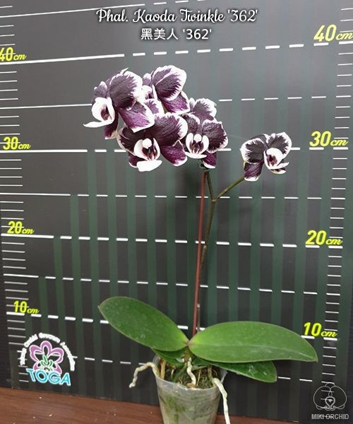 Каода твинкл орхидея фото Phal. Kaoda Twinkle '362' 2.5