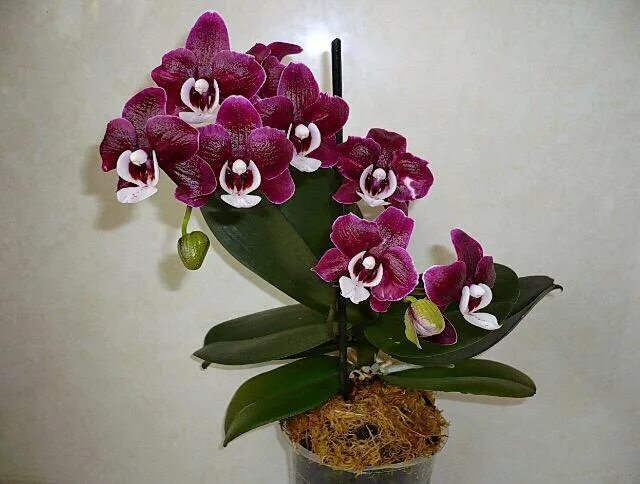 Каода твинкл орхидея фото Орхидея Kaoda Twinkle - купить в Москве, цена 1 250 руб., продано 18 января 2020