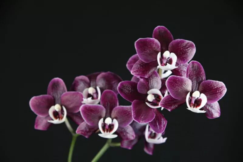 Каода твинкл орхидея фото Doritis, Doritaenopsis, Photographs