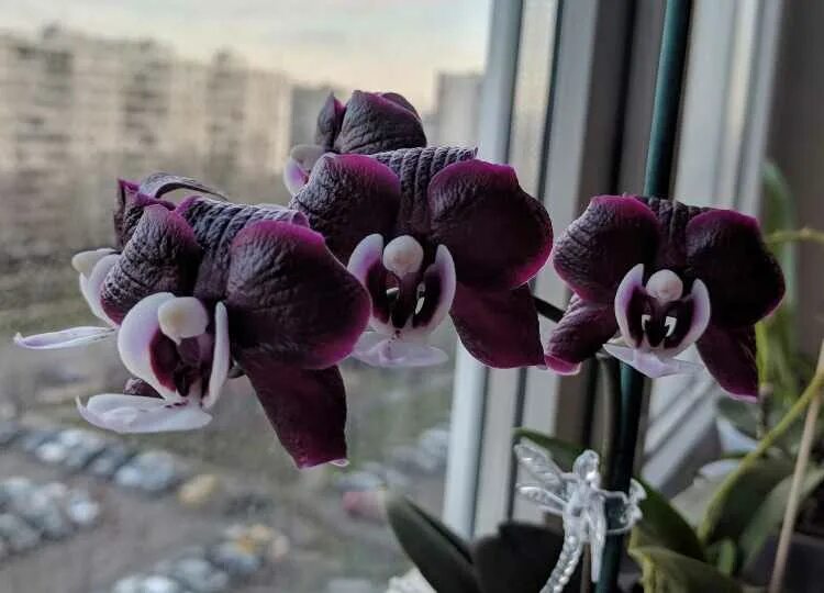 Каода твинкл орхидея фото Каода орхидея фото - Arhids.ru