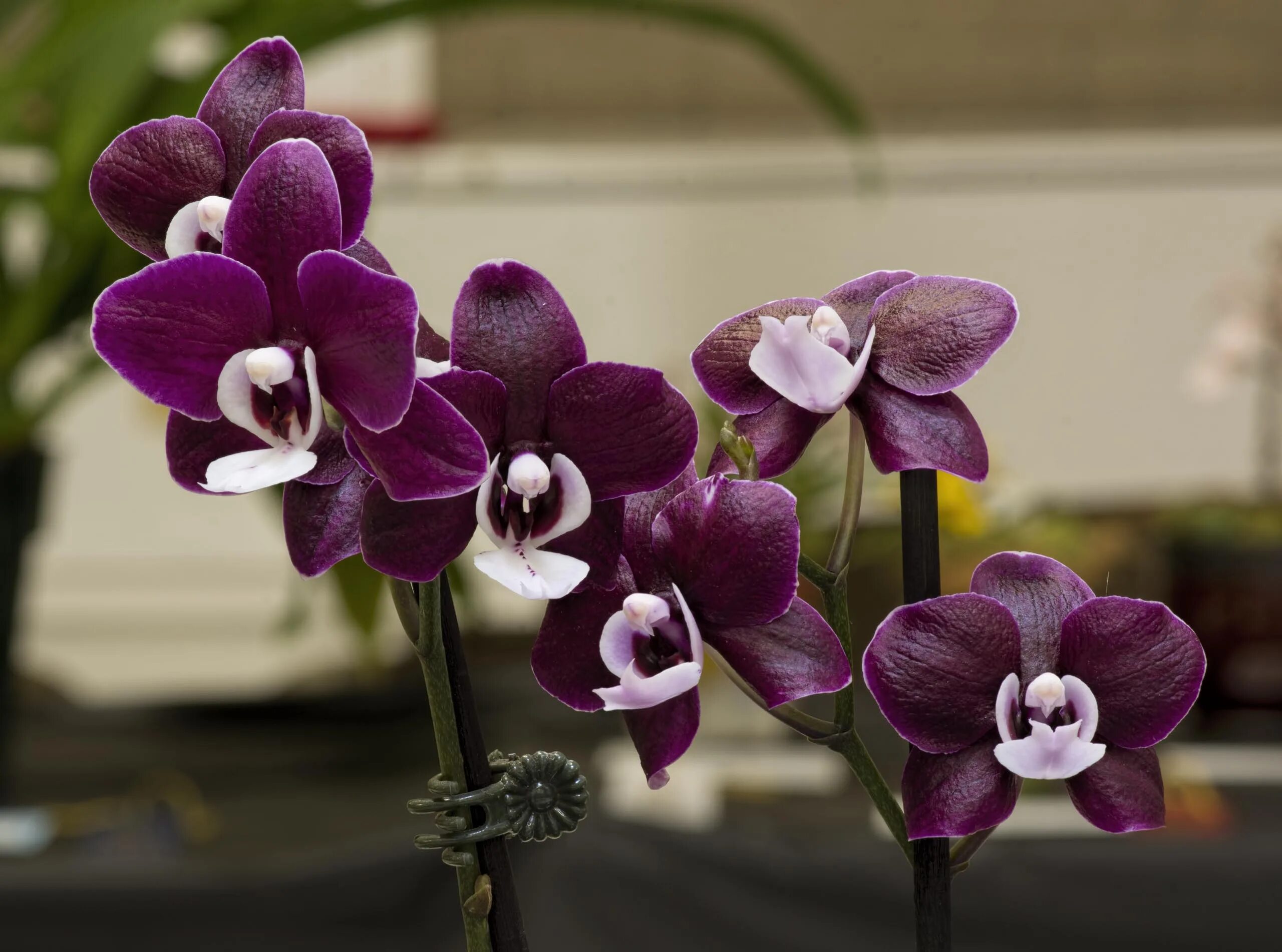 Каода твинкл орхидея фото Каода - Phalaenopsis Kaoda Twinkle. gostopgo.ru