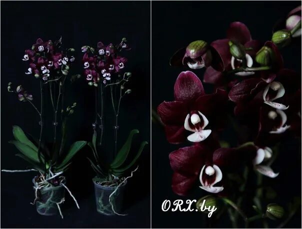 Каода твинкл орхидея фото Предзаказ На Phal. Kaoda Twinkle Chocolate Drops Ароматный в БОЛЬШОМ горшке 55-6