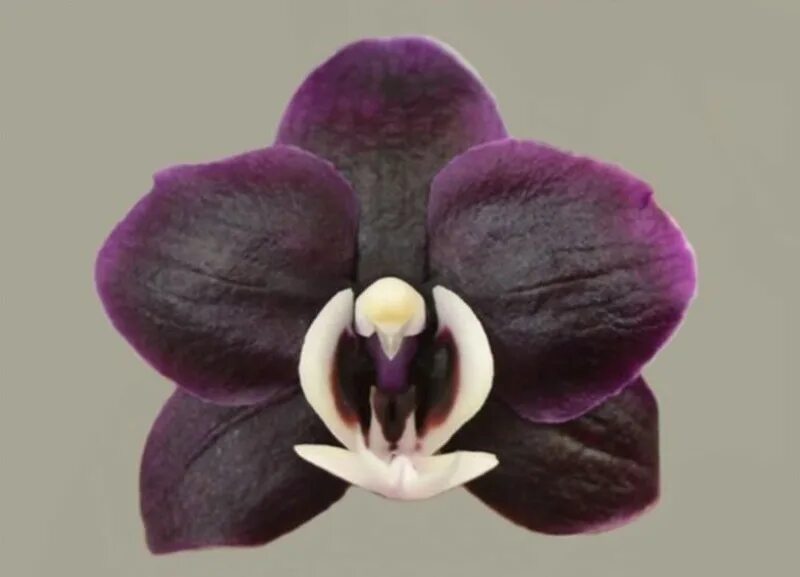 Каода твинкл орхидея фото Phalaenopsis PH 127 Kaoda Twinkle 'Chocolate Drops' - Орхидеи