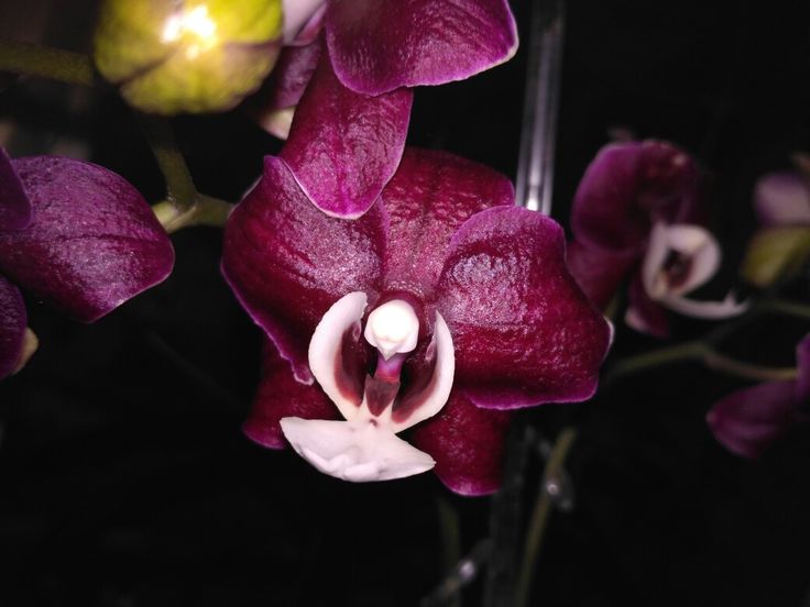 Каода твинкл орхидея фото Kaoda Twinkle 'Chocolate Drops' AM/AOS Phalaenopsis, Twinkle twinkle, Plants
