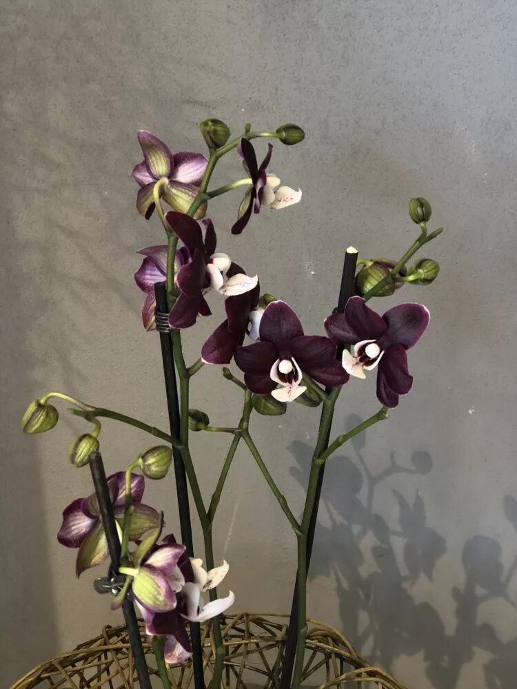 Каода твинкл орхидея фото Phal. Kaoda Twinkle Chocolate Drops - Orchids, orchid care substrates, Orchidari