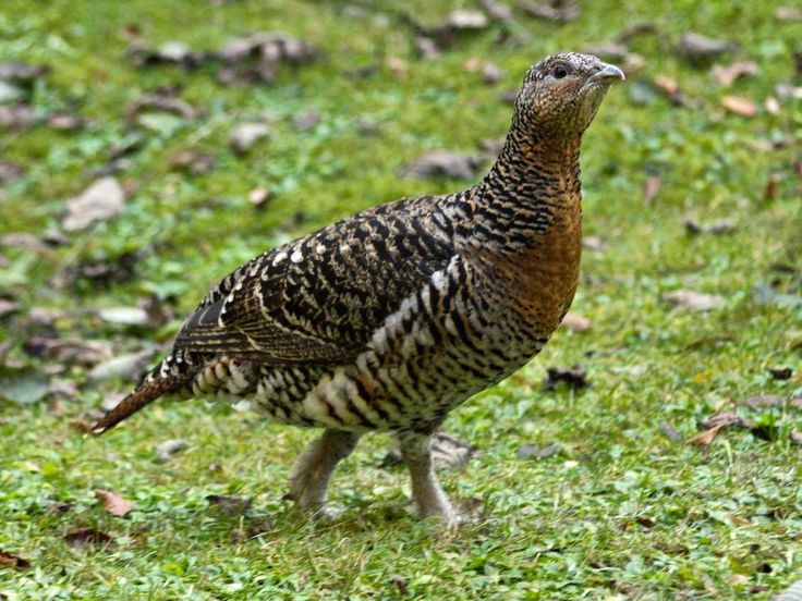 Капалуха птица фото Eurasian Capercaillie (Tetrao urogallus) by Honza Sterba Animals, Wildfowling, B