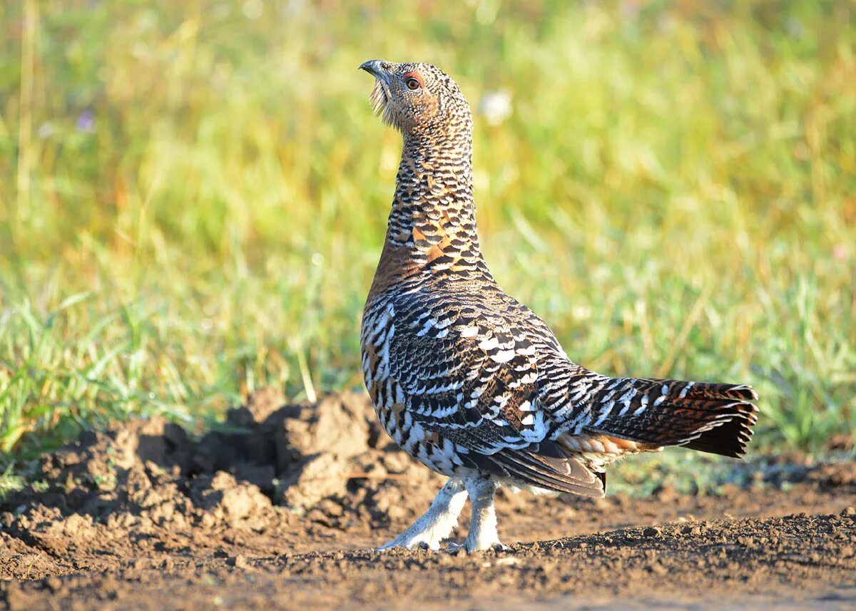 Капалуха птица фото Western Capercaillie (Tetrao urogallus). Birds of Siberia.