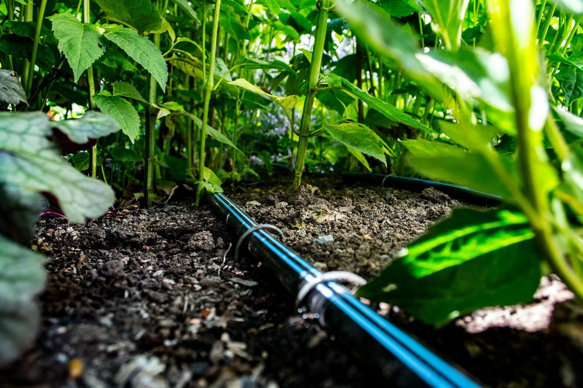 Капельная система фото Toro Drip Irrigation AgriTurf Namibia