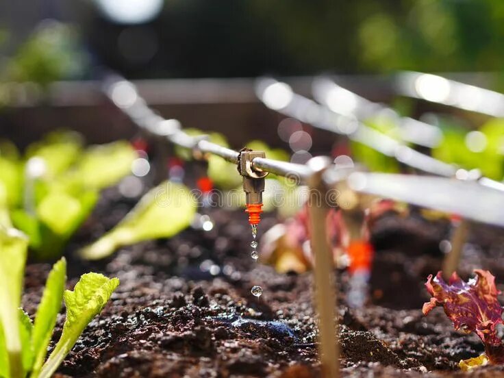 Капельная система фото Drip irrigation. Photo shows irrigation system in raised garden bed , #AFFILIATE