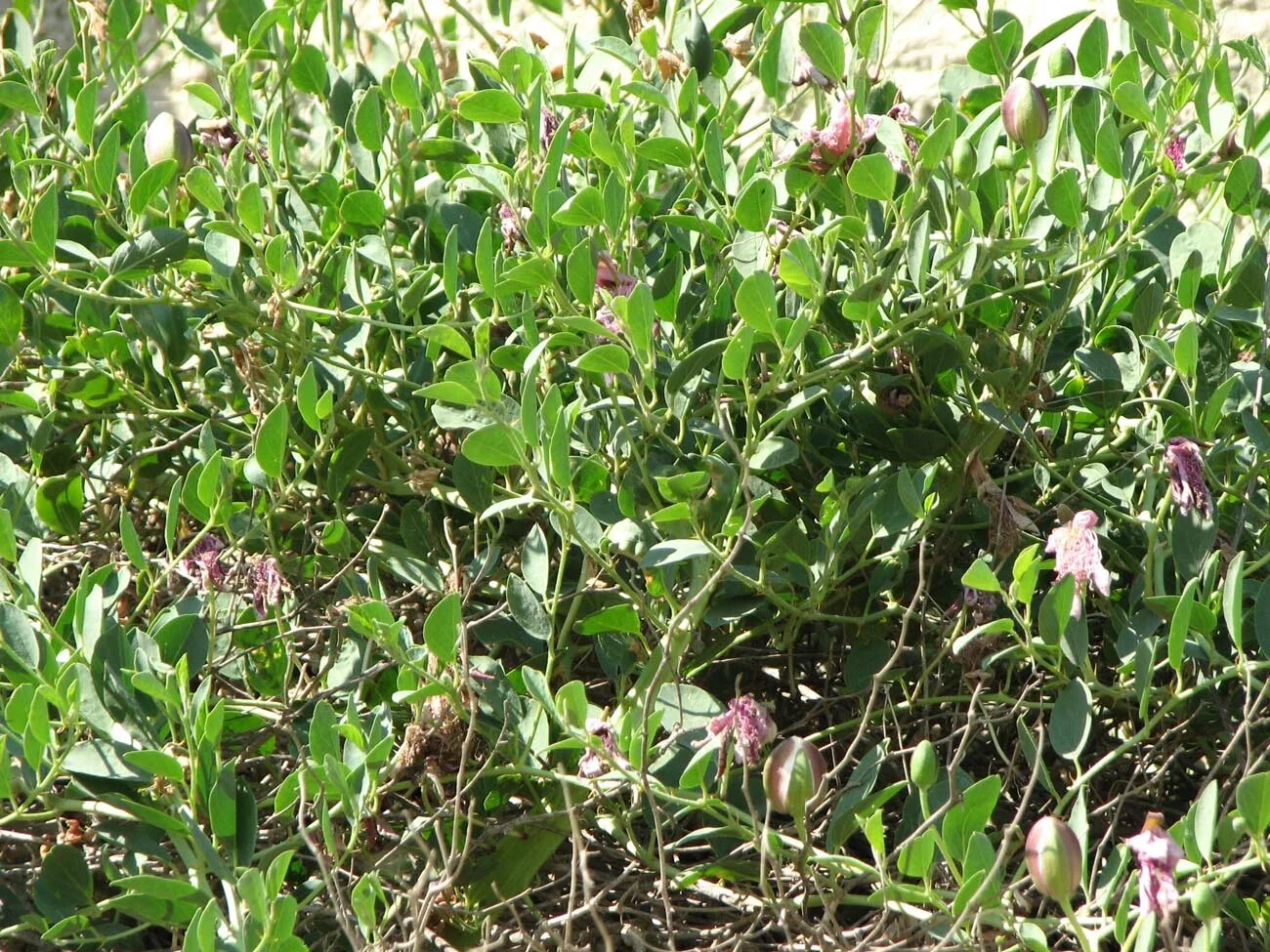 Каперсы что это такое фото где растут Capparis herbacea - Image of an specimen - Plantarium