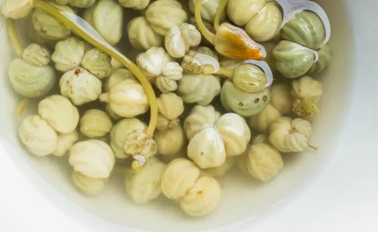 Каперсы что это такое фото вкус How to Make Nasturtium Capers (Lacto-Fermented) Recipe Fermentation, Nasturtium,