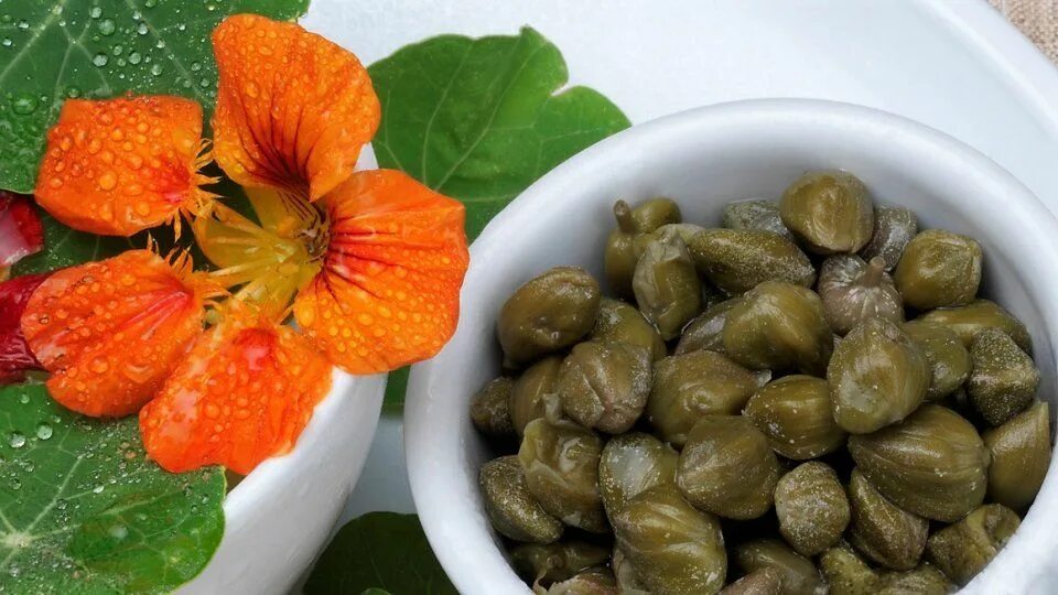 Каперсы что это такое фото вкус Jak pěstovat lichořeřišnici, krásnou letničku i přírodní antibiotikum s jedlými 