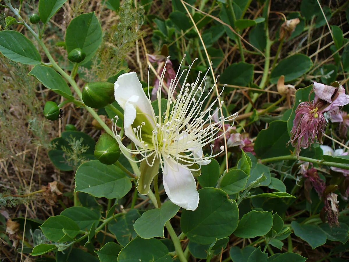 Каперсы как выглядит растение Capparis herbacea - Image of an specimen - Plantarium