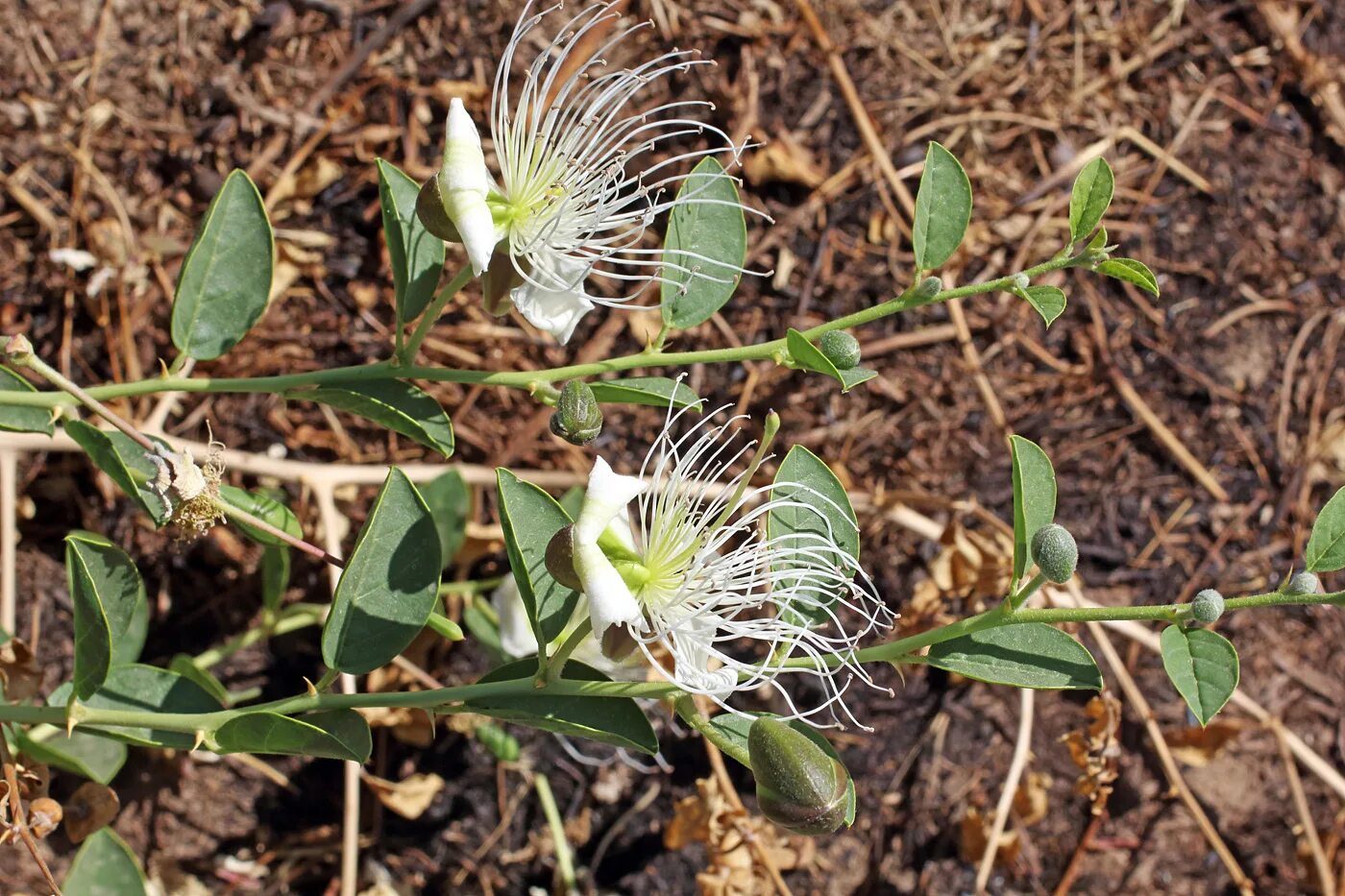 Каперсы как выглядит растение Capparis herbacea - Image of an specimen - Plantarium