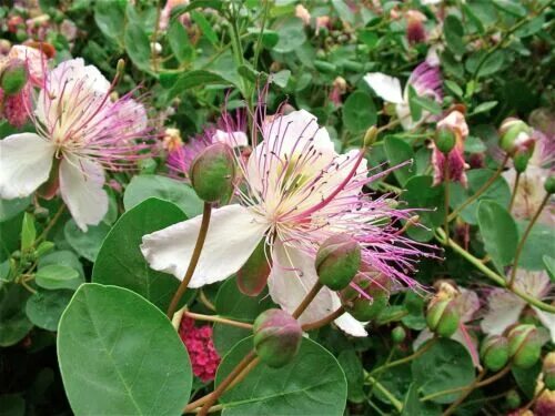 Каперсы как выглядит растение 10 CAPER BUSH SEEDS(CAPPARIS SPINOSA); Edible fruit eBay