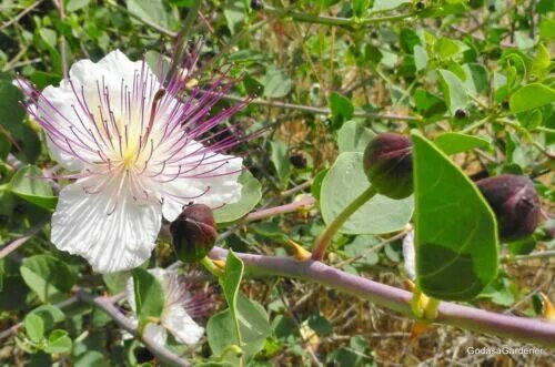 Каперсы как выглядит растение Capparis spinosa Spineless Caper Bush Flinders Rose 50_Seeds eBay