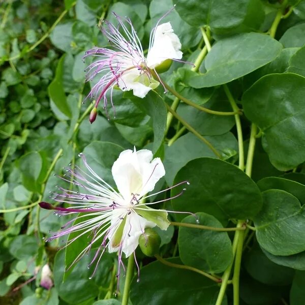 Каперсы как выглядит растение Каперсы колючие - Capparis spinosa - семена - Garden Seeds Market Бесплатная дос