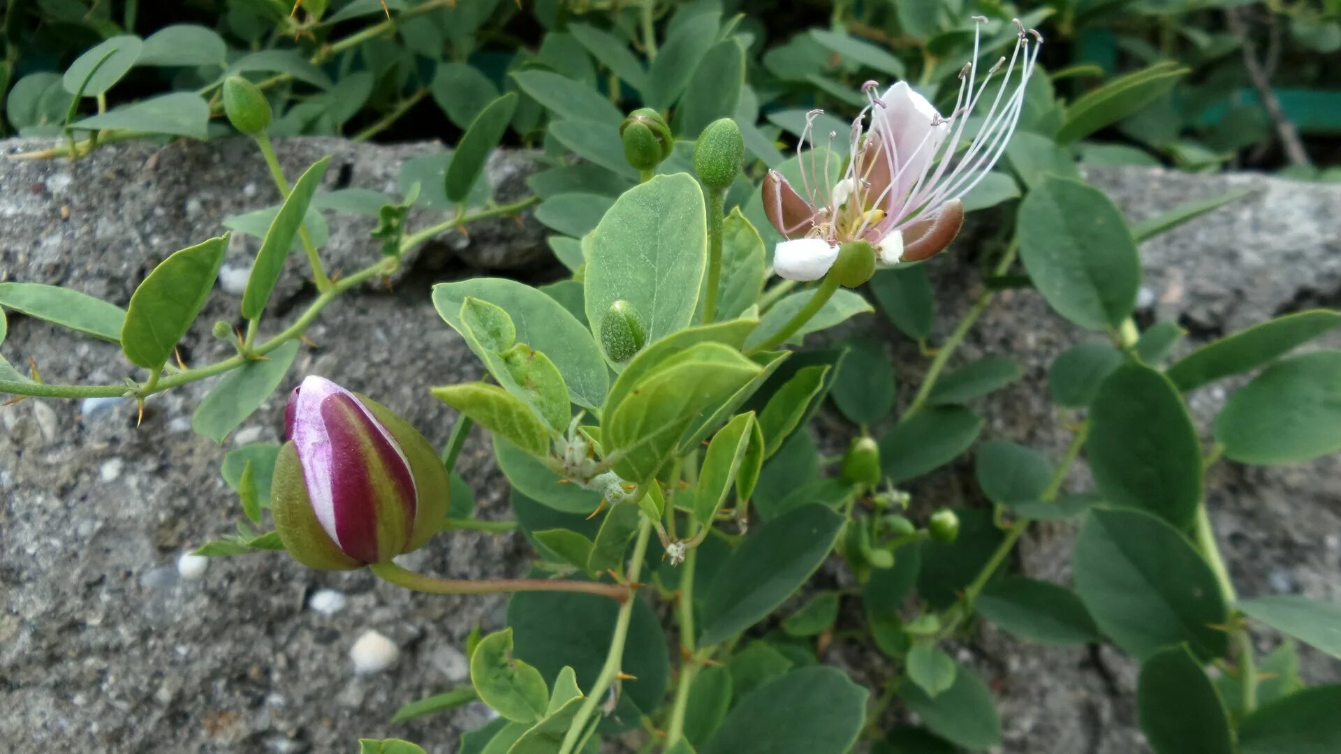 Каперсы как выглядит растение Каперсник Capparis spinosa: волшебные каперсы в фотографиях Вдали от цивилизации