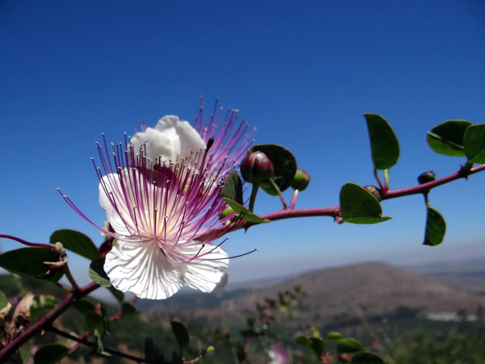 Каперсы как выглядит растение Capparis spinosa CoffMachines.ru