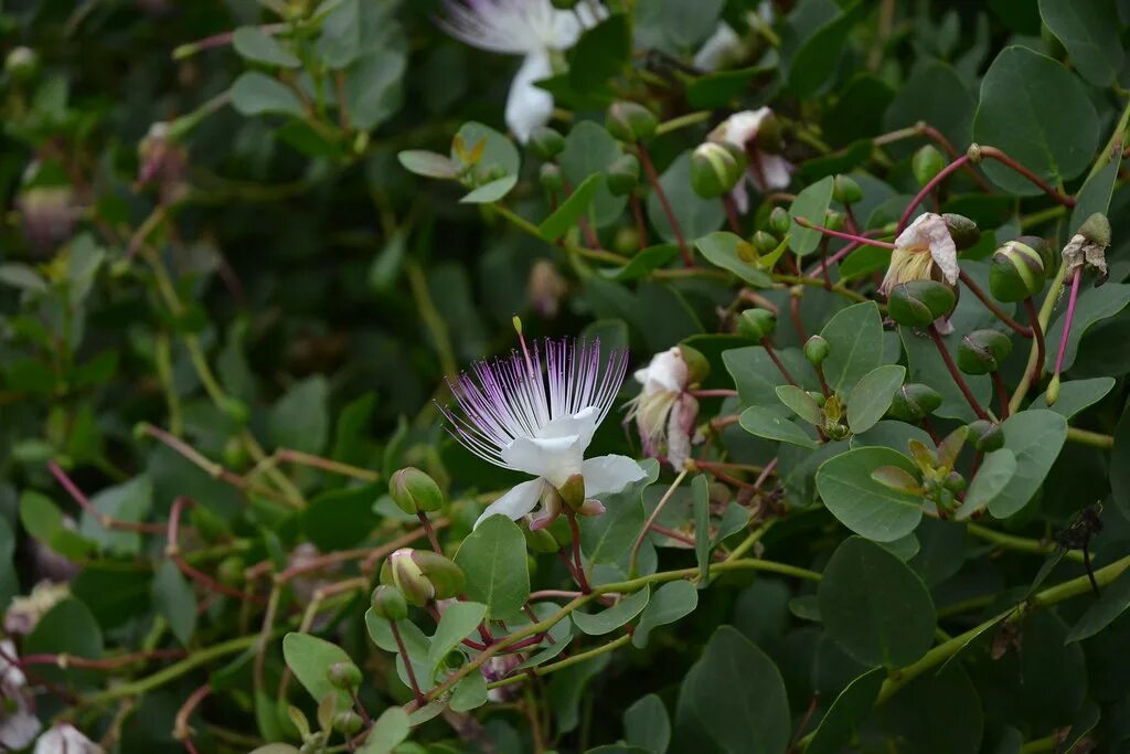 Каперсы как выглядит растение DSC_0469 (July 8th, 2015) Caper bush (Capparis spinosa) at. Flickr