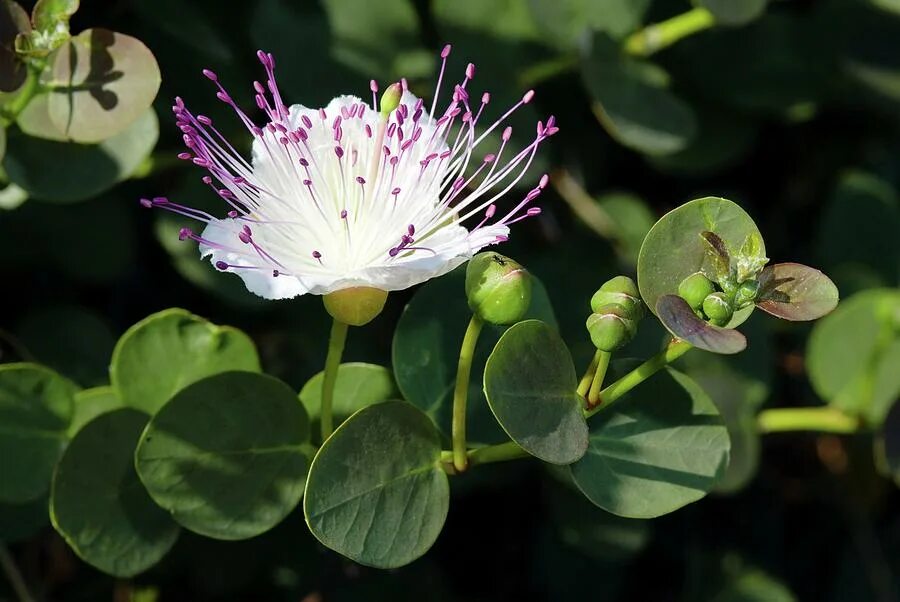 Каперсы как выглядит растение Capparis spinosa CoffMachines.ru