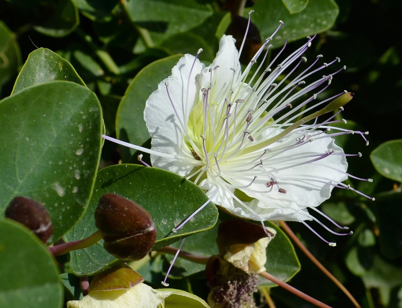 Каперсы как выглядит растение Capparis aegyptia - Image of an specimen - Plantarium