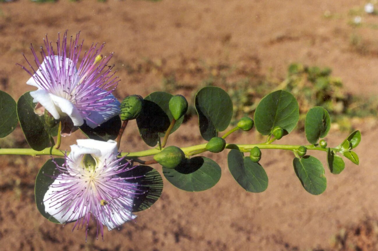 Каперсы цветок как выглядит File:Fiori e capperi di Pantelleria.jpg - Wikimedia Commons