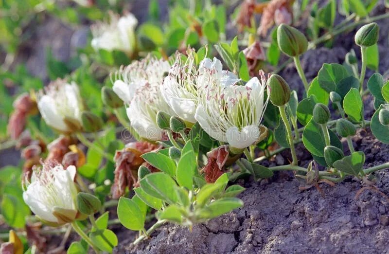 Каперсы в крыму фото Flowers of Capers in the Wild Stock Photo - Image of sunny, flowers: 83546132