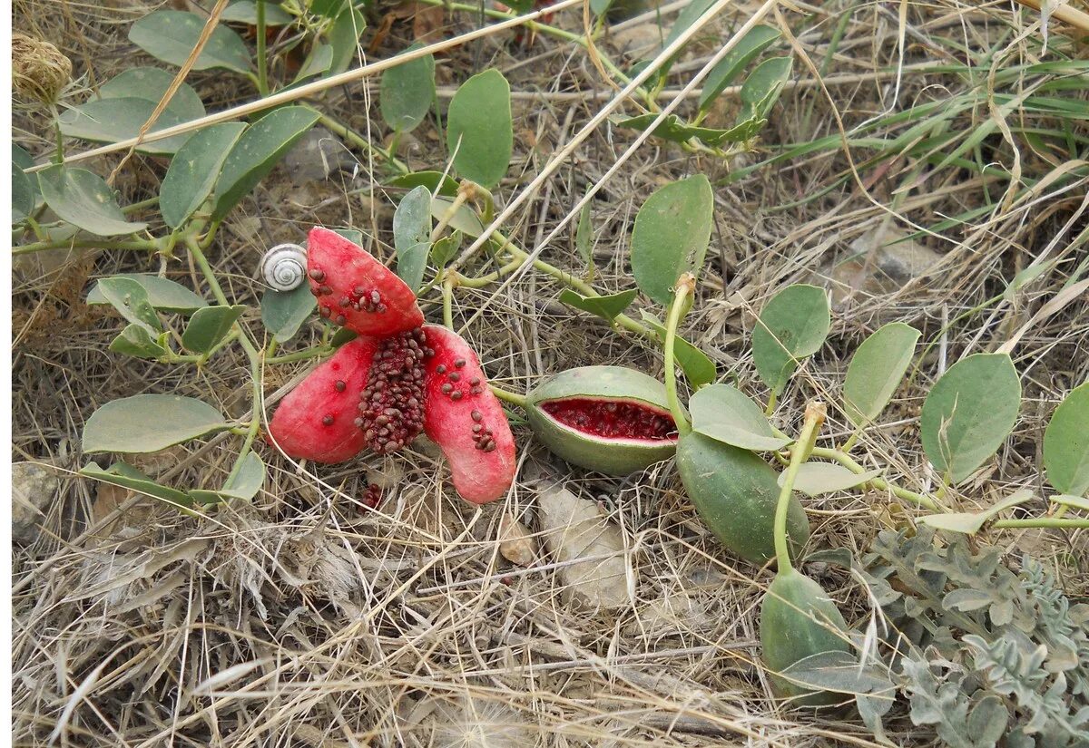 Каперсы в крыму фото Capparis herbacea - Image of an specimen - Plantarium