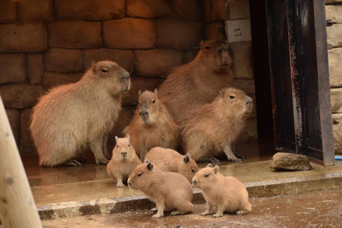 Капибара 3 я музейная ул вл44с2 фото Good morning capybaryu 2022 KAPIBARALOVE VK