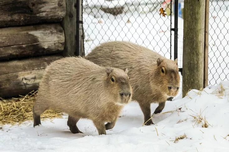 Капибара 3 я музейная ул вл44с2 фото The High Park capybaras enthralled the city after their famous escape. Now, they