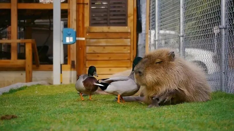 Капибара 3 я музейная ул вл44с2 фото Create meme "capybara, capybara at the Moscow zoo, Capybara Zoo" - Pictures - Me