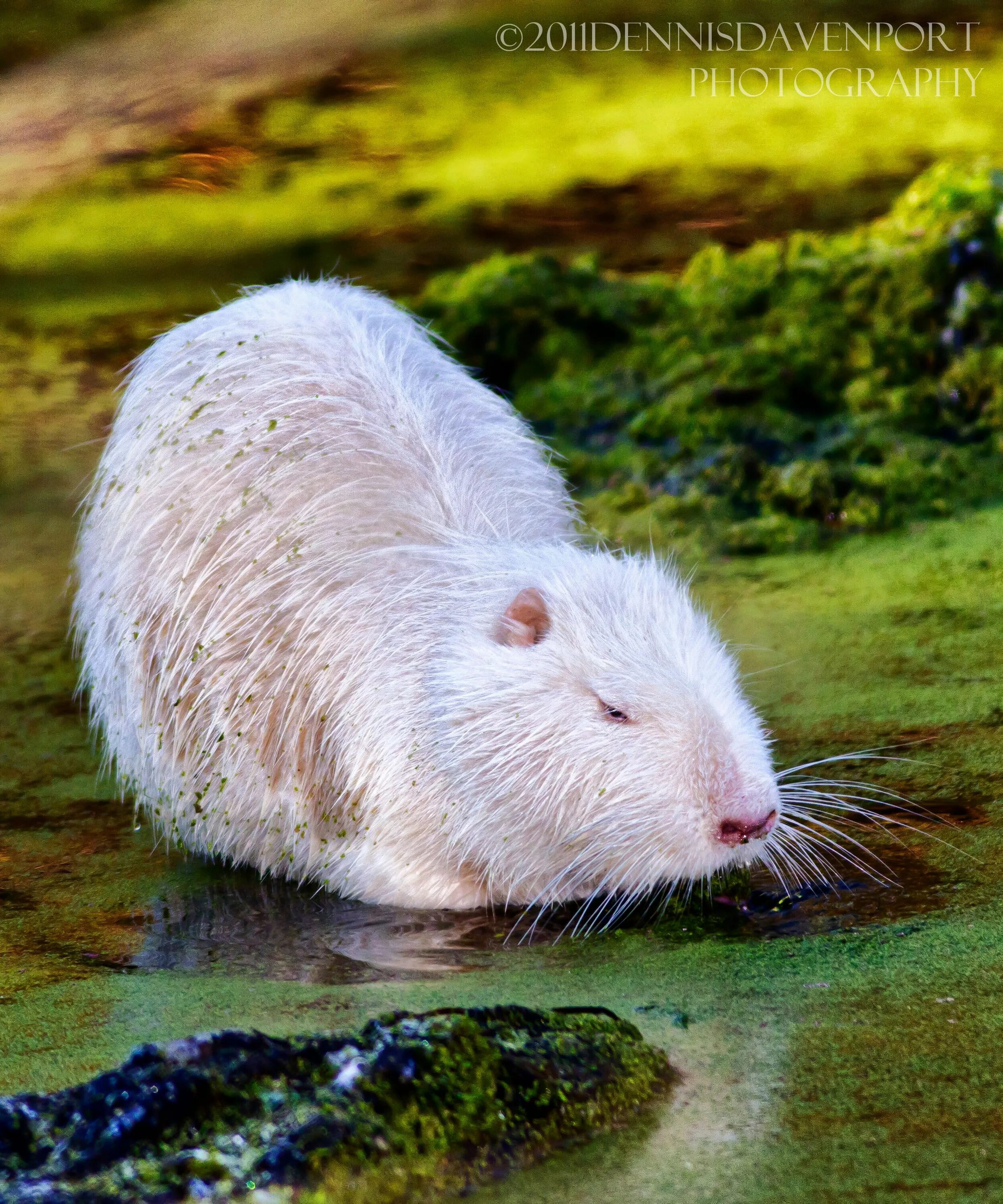 Капибара альбинос фото bílá nutrie Albino animals, Melanistic animals, Rare animals