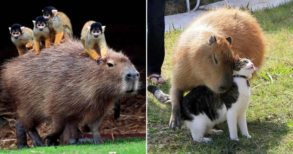 Капибара альбинос фото Carpincho: The most friendly animal in the world - Animals