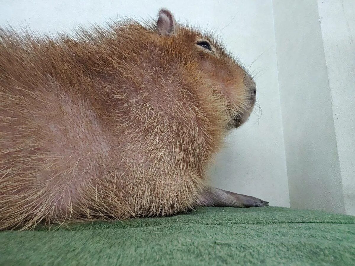 Капибара альбинос фото Публикация #7274 - Милые Капибары (@capybaras_cutie)