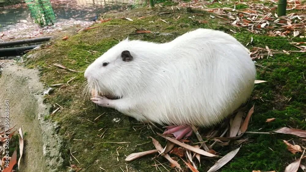 Капибара альбинос фото Cute wild albino white furry muskrat (river rat, nutria) eating bread on the riv