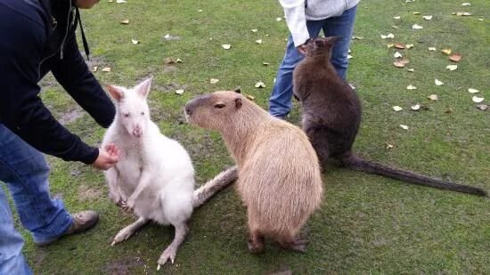 Капибара альбинос фото Pin by sofi mag on capy Baby animals, Capybara, Cute animals